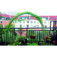 真開(kāi)心陽(yáng)臺(tái)種植蔬菜